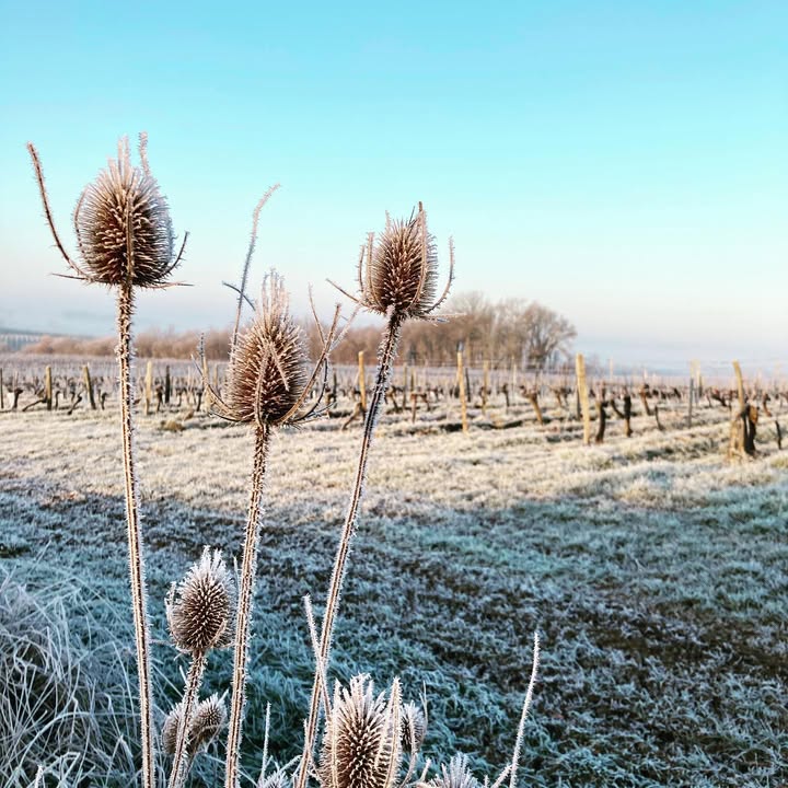 Bordeaux vineyard - Château - Château Lafon-Rochet - grand cru classé - vins de bordeaux - bordeaux wines - winter - froid - cold - vines 