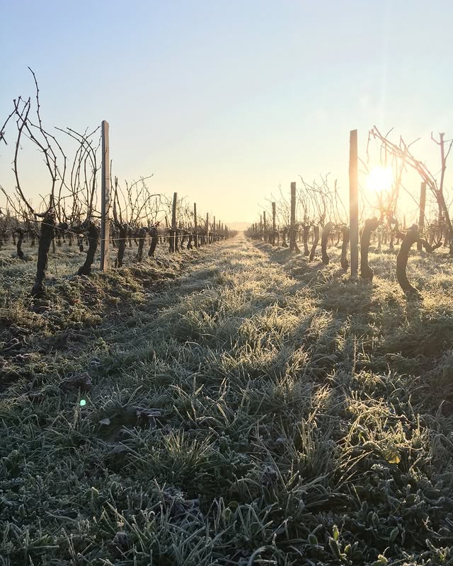 Bordeaux vineyard - Château - Château Lafon-Rochet - grand cru classé - vins de bordeaux - bordeaux wines - winter - froid - cold - vines 